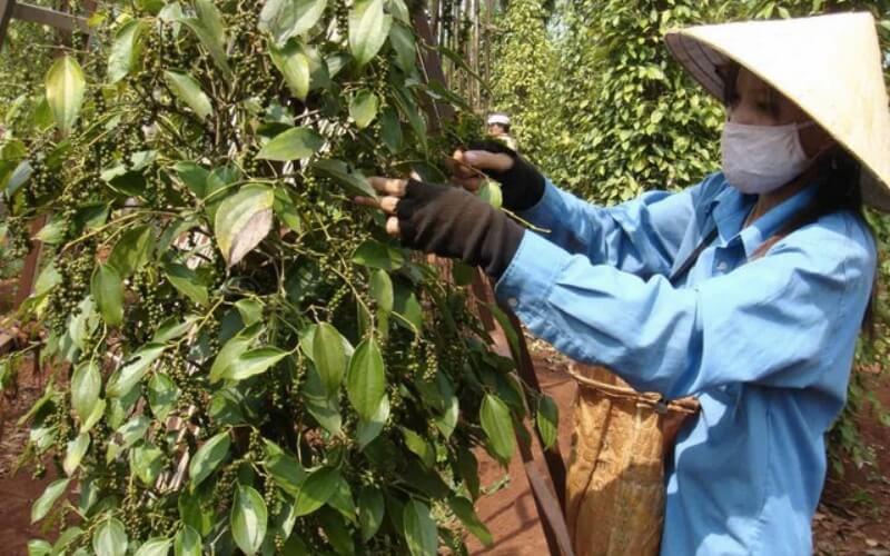 Giá tiêu thế giới