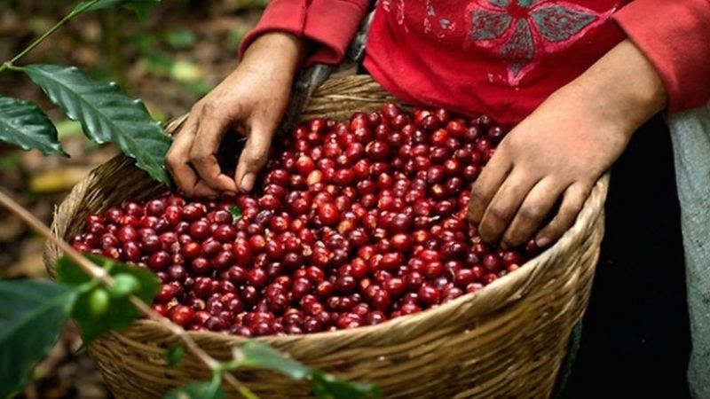 Giá cà phê trong nước hôm nay