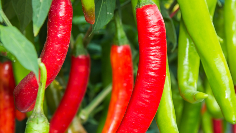 Giá ớt dao động từ 11.000 - 13.000 đồng/kg 