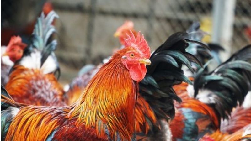 Giá gà hôm nay 26/03