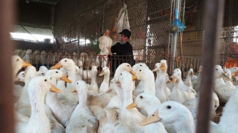 Giá vịt hôm nay 26/03