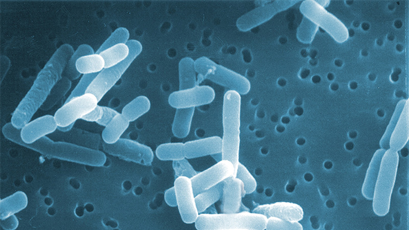 Бактерии выделяют метан. Молочные бактерии. Бифидобактерии лонгум. Пробиотики фон. Bifidobacterium longum фото.