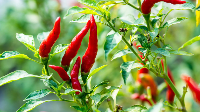 Giá ớt dao động từ 10.000 - 15.000 đồng/kg