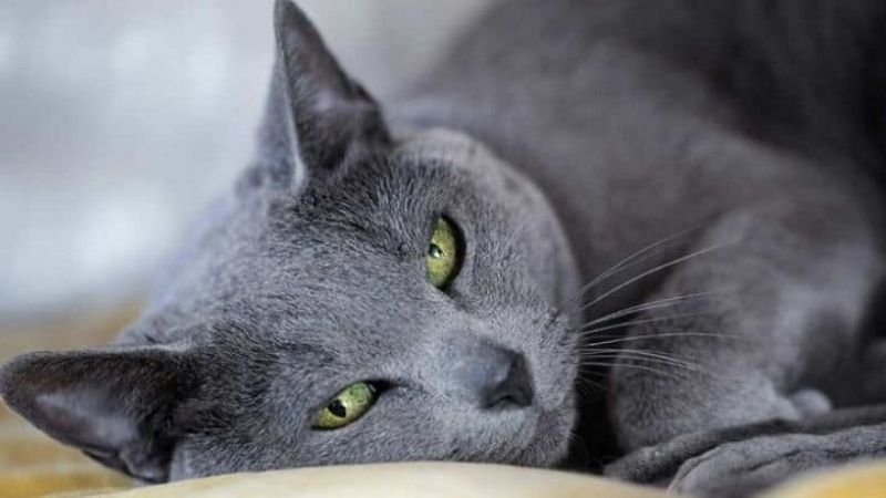 Top 6 things to know about Russian cats and 9 little-known Russian cat breeds