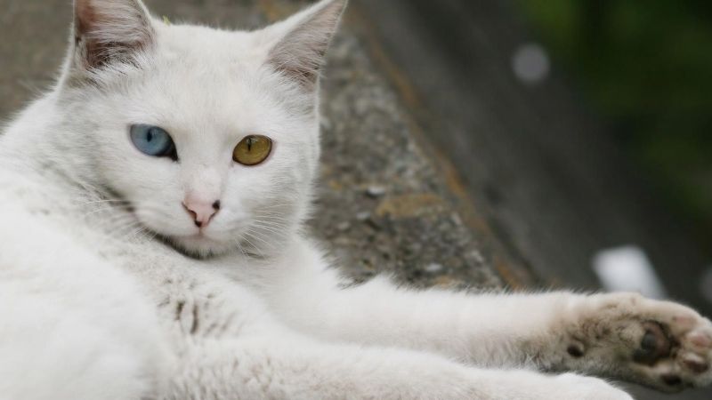 Mèo Nga trắng