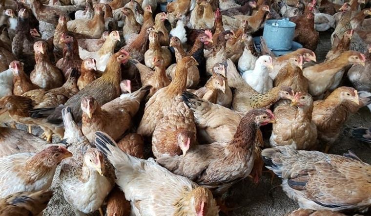 Giá gia cầm hôm nay 29/03/2022: Thị trường giá ổn định