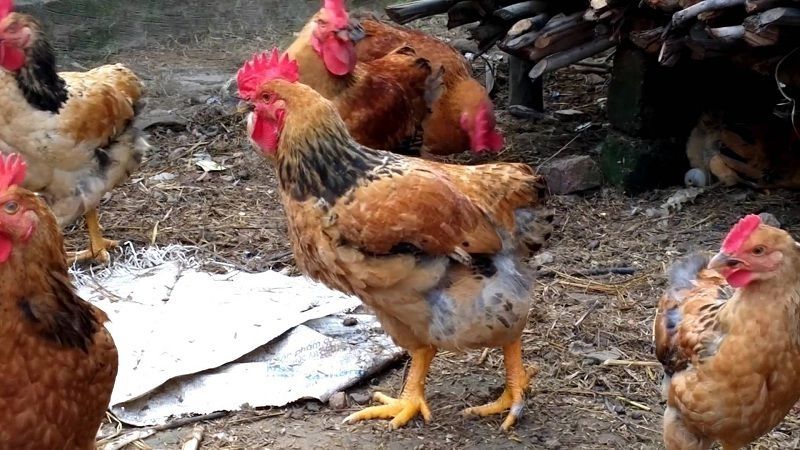 Giá gà hôm nay 29/03 Giá gà hôm nay 29/03