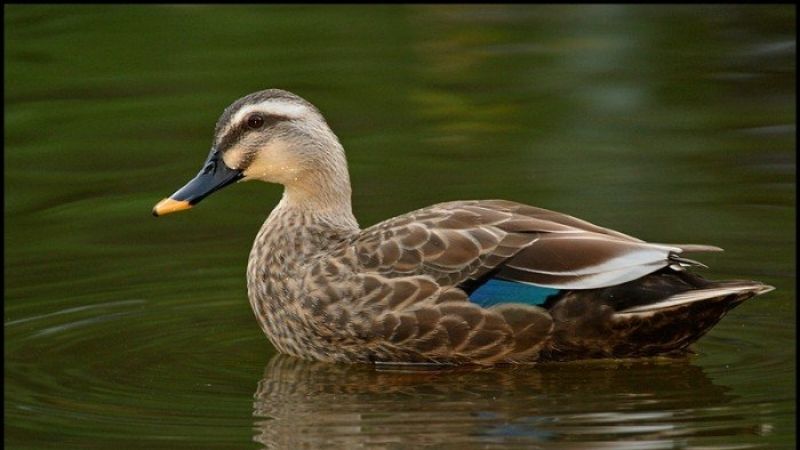 Giá vịt hôm nay 29/03 Giá vịt hôm nay 29/03