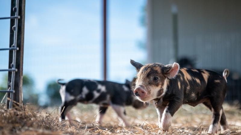 Giá heo hơi hôm nay 29/03 tại miền Bắc