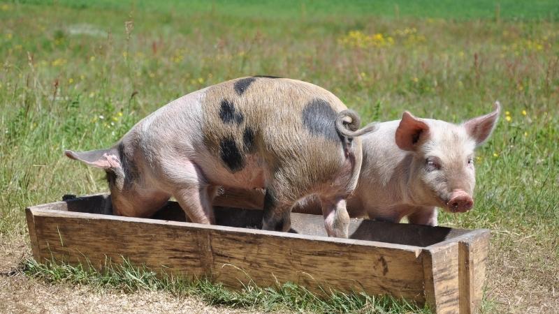 Giá heo hơi hôm nay 29/03 tại miền Nam