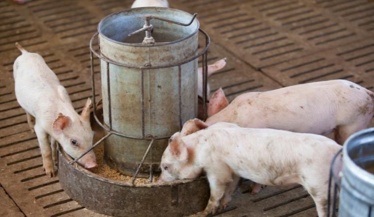 Giá heo hơi hôm nay 29/03/2022: Miền Trung, miền Nam tăng nhẹ 1.000 - 2.000 đ/kg