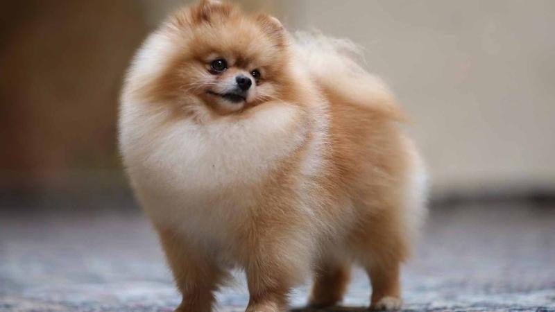 Chó Pomeranian