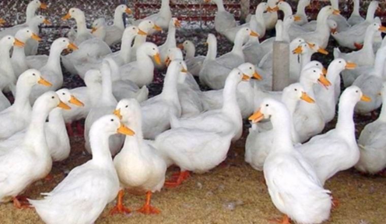 Giá gia cầm hôm nay 30/03/2022: Giá vịt tăng khoảng 3.000 đồng/kg