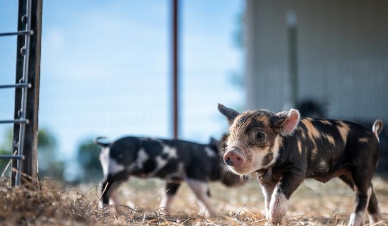 Giá heo hơi hôm nay 30/03/2022: Miền Nam tăng nhẹ 1.000 đồng/kg