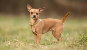 Cẩm nang chó chihuahua: Nguồn gốc, đặc điểm, cách nuôi, giá bán