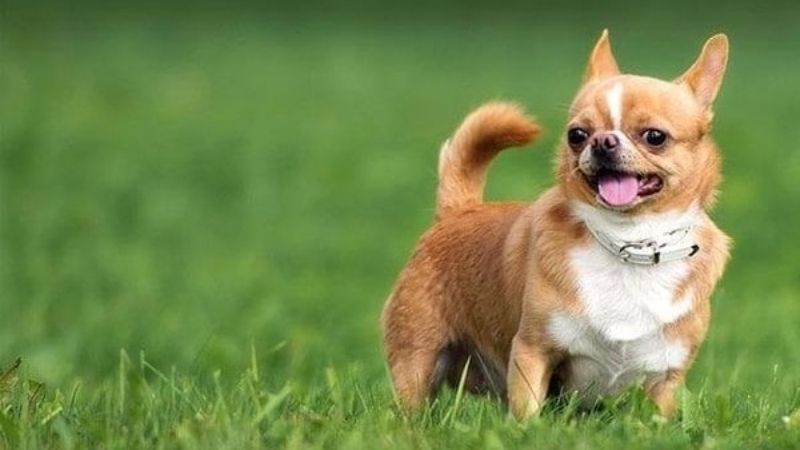 Chihuahua sở hữu thân hình nhỏ nhắn và đáng yêu