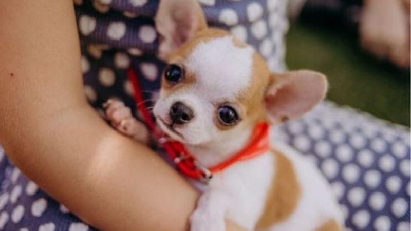 Chihuahua rất thích được vuốt ve, cựng nựng