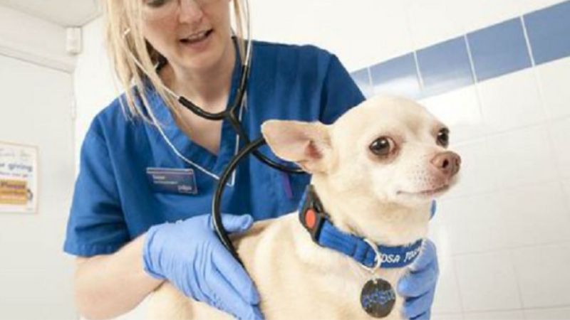 Chihuahua có nguy cơ mắc nhiều bệnh