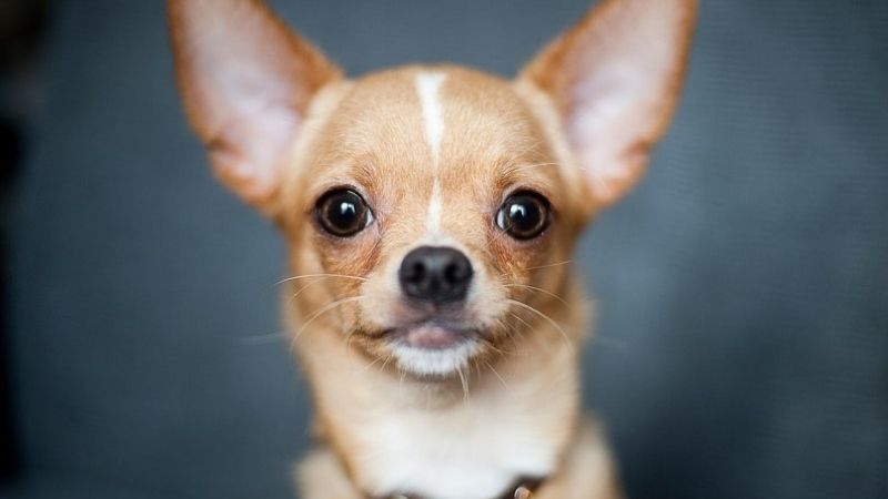 Chihuahua có nhiều mức giá khác nhau