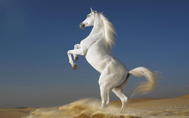 Tổng hợp 60+ hình xăm con ngựa đẹp nhất, ý nghĩa hình xăm con ngựa