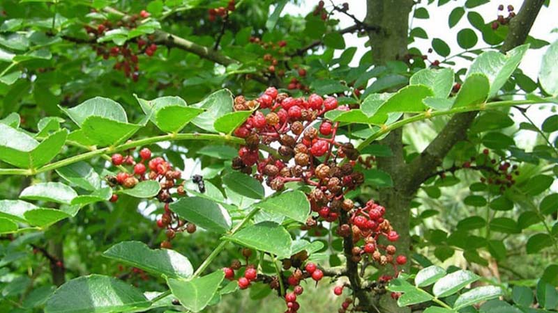 Giá tiêu thế giới