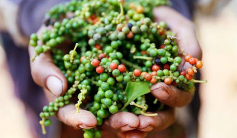 Giá tiêu hôm nay 31/3/2022: Giữ nguyên, dao động 77.500 - 80.000 đồng/kg 