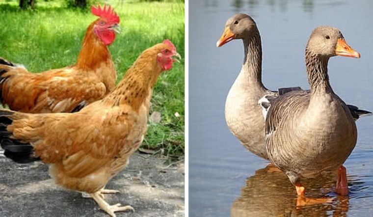 Giá gia cầm hôm nay 31/03/2022: Giá đang chững lại và chưa có biến động