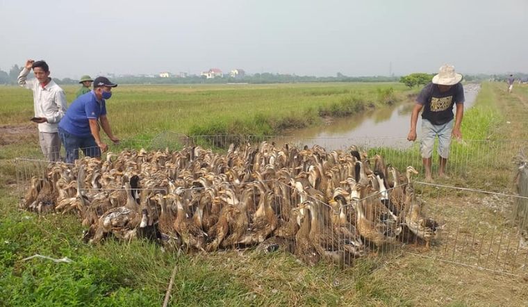 Giá gia cầm hôm nay 02/04/2022: Thị trường không có biến động về giá