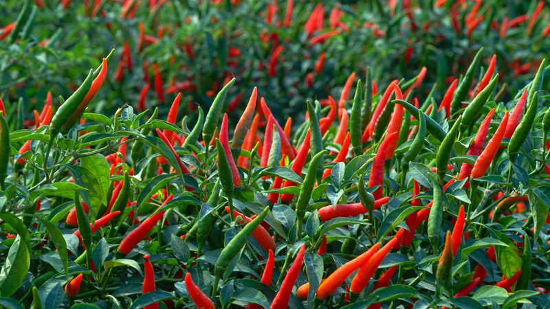 Giá ớt hôm nay 02/04 dao động từ 17.000 - 24.000 đồng/kg