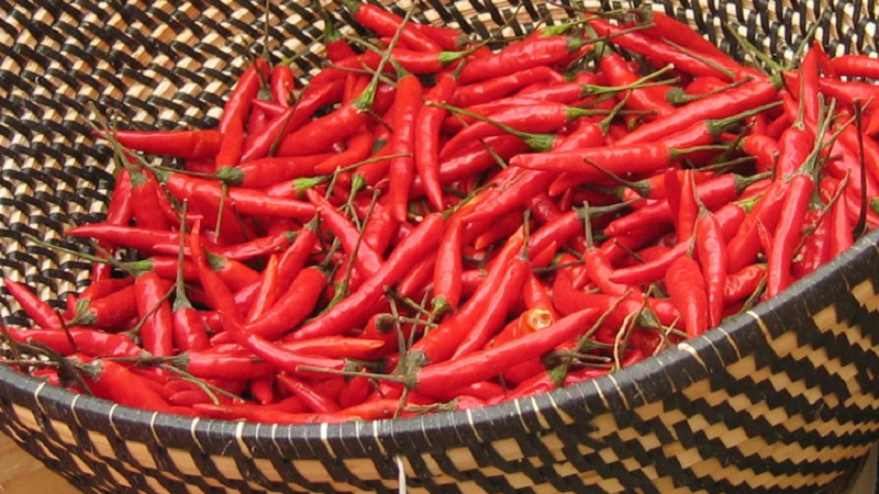 Giá ớt chênh lệch nhiều hay ít tùy theo khu vực