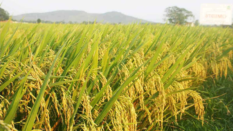 Giá lúa hôm nay 02/04 đi ngang