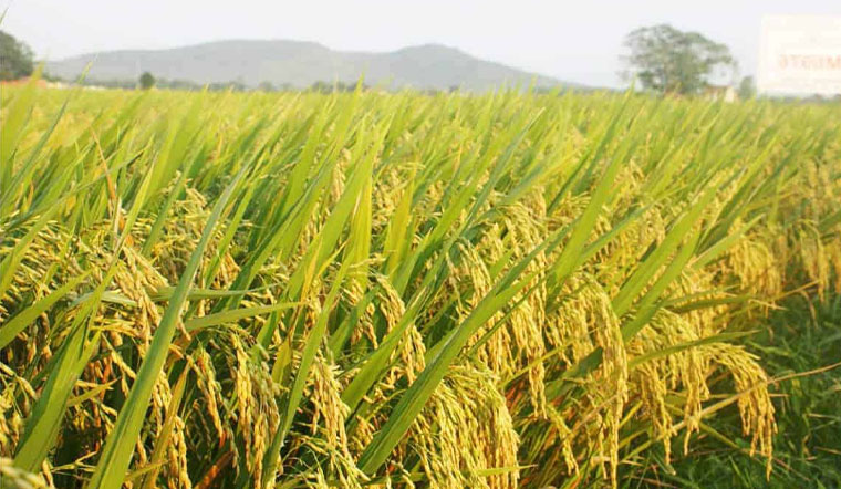 Giá lúa gạo hôm nay 02/04/2022: Đi ngang trong ngày cuối tuần