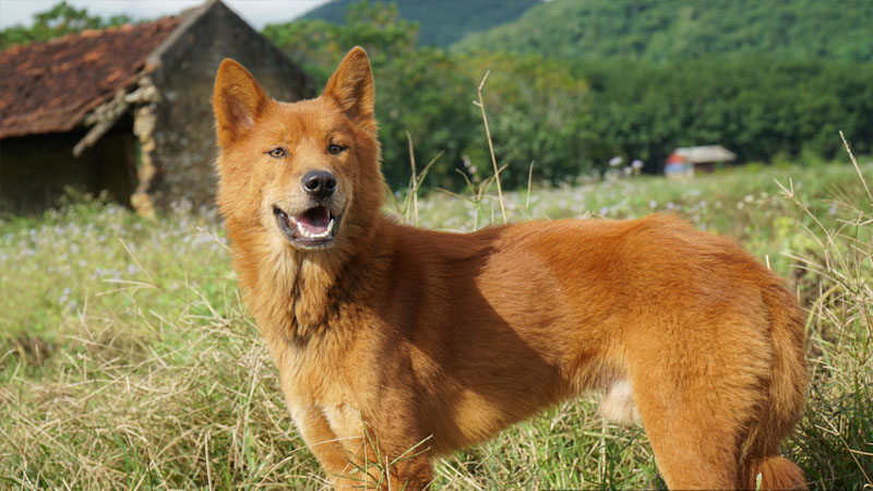 Chó cỏ là một giống chó độc đáo, với bộ lông nhiều màu sắc và nét mặt ngộ nghĩnh. Xem hình ảnh liên quan để khám phá thêm về giống chó cỏ và tìm hiểu cách chăm sóc và nuôi dưỡng chúng một cách tốt nhất.
