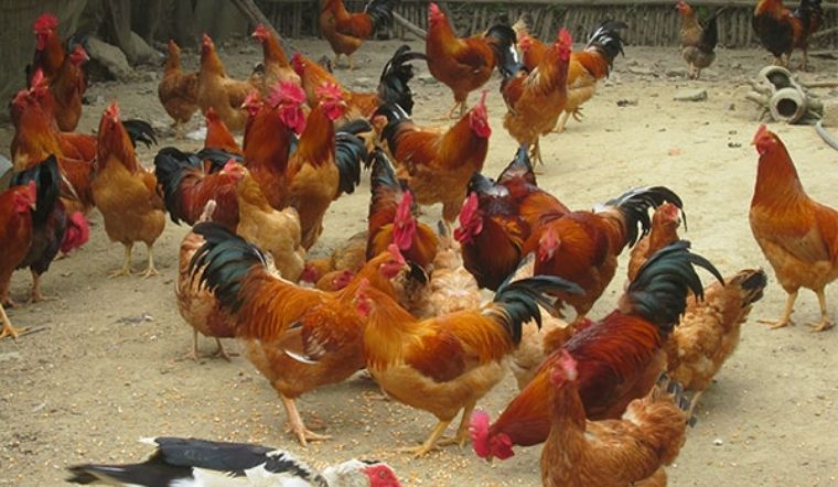 Giá gia cầm hôm nay 04/04/2022: Giá ổn định vào ngày đầu tuần mới