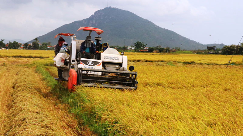 Giá lúa hôm nay 04/04 tăng giảm trái chiều ở nhiều giống lúa nếp