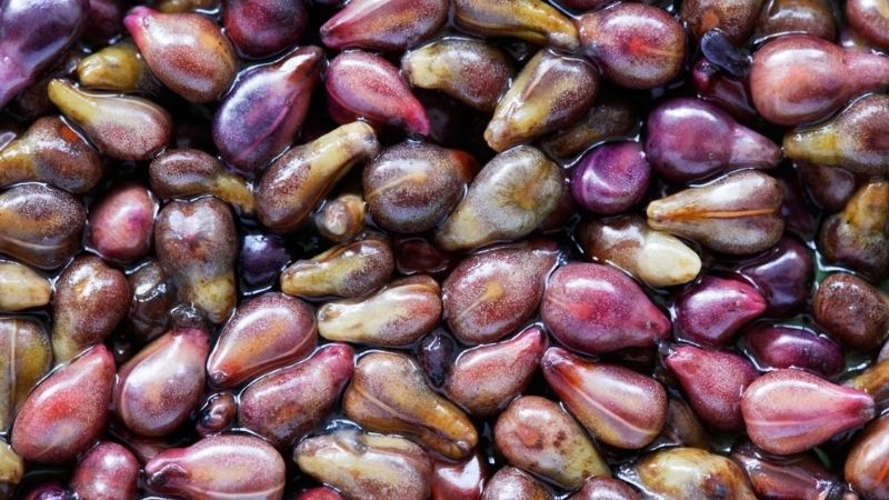 Chiết xuất hạt nho rất giàu chất chống oxy hóa