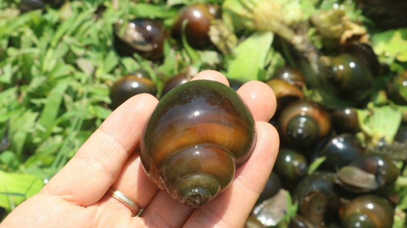 What is a stuffed snail? How much is the price of stuffed snail eggs for 1 kg?