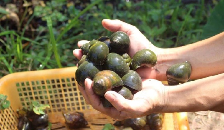 cách phân biệt ốc bươu vàng
