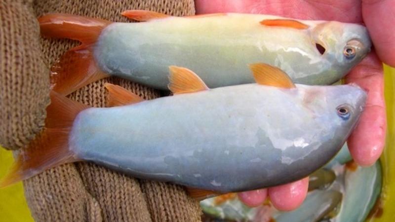 Cá heo miền Tây có màu sắc rất độc đáo và lớp da trơn bóng