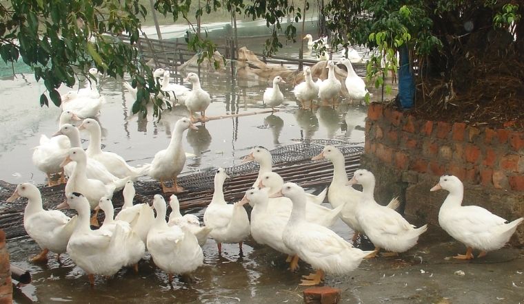 Giá gia cầm hôm nay 05/04/2022: Giá bình ổn, tiếp tục chững lại