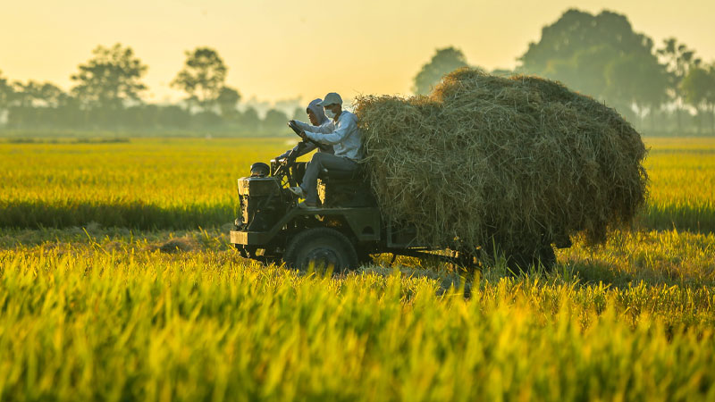  Giá lúa hôm nay 05/04 giảm nhẹ 100 đồng ở vài giống lúa