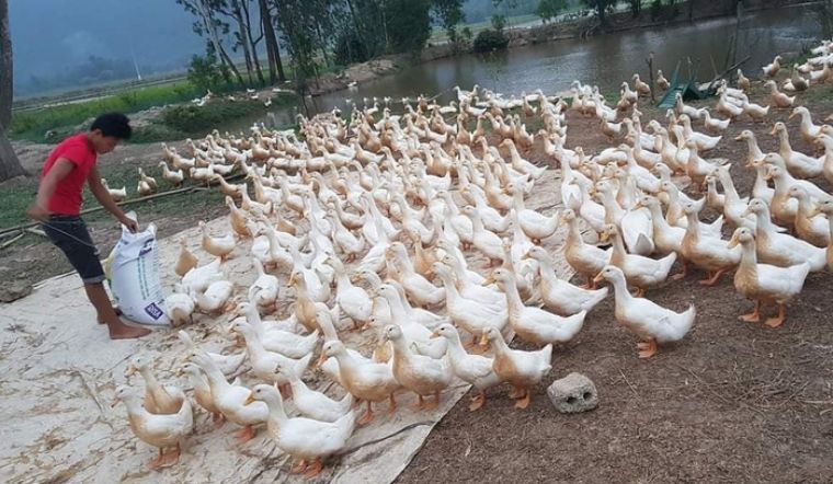 Giá gia cầm hôm nay 06/04/2022: Thị trường giá yên ắng, không có thay đổi