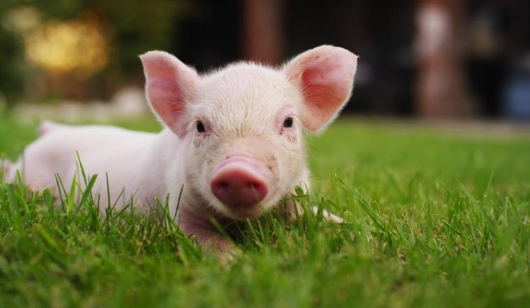 Giá heo hơi hôm nay 6/4/2022: Một số tỉnh thành điều chỉnh tăng nhẹ