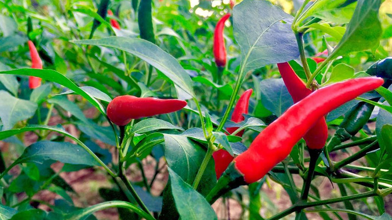 Giá ớt dao động từ 26.000 - 32.000 đồng/kg