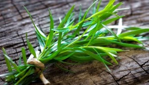 Tarragon là gì? Công dụng tuyệt vời của tarragon với sức khỏe