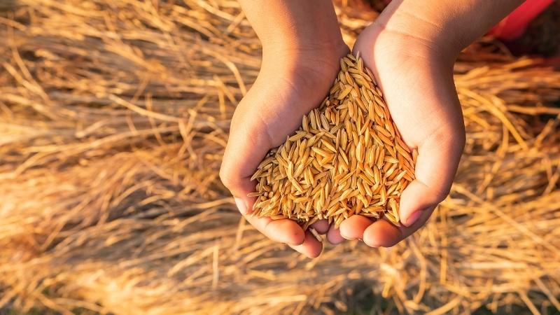 Giá lúa hôm nay 06/04 tăng - giảm trái chiều Giá lúa hôm nay 06/04 tăng - giảm trái chiều