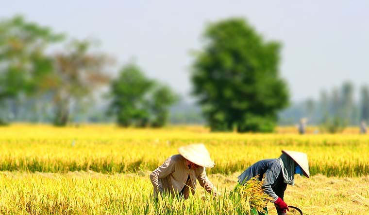 Giá lúa gạo hôm nay 06/04/2022: Quay đầu giảm nhẹ 100 - 300 đồng/kg