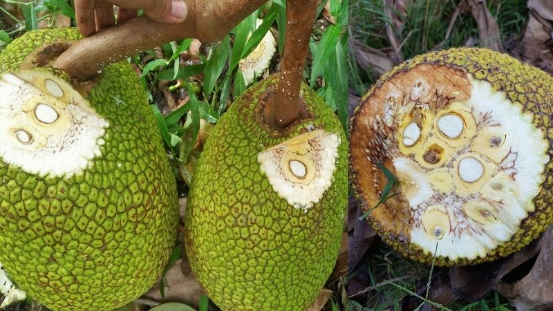 Cách phòng ngừa trái mít bị xơ đen