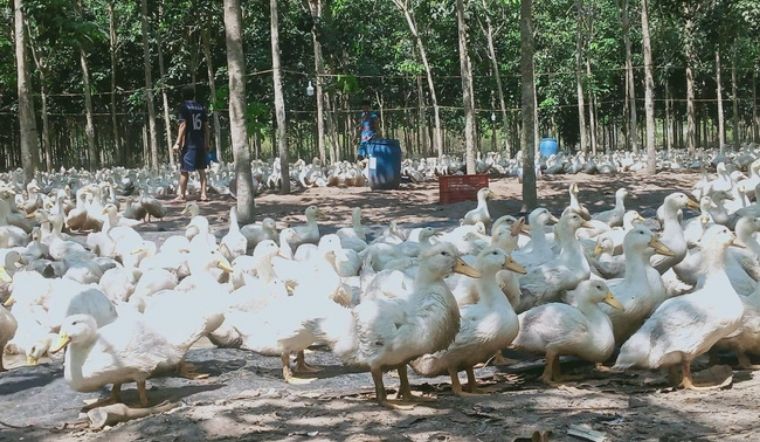 Giá gia cầm hôm nay 08/04/2022: Giá vịt và trứng gà tăng mạnh