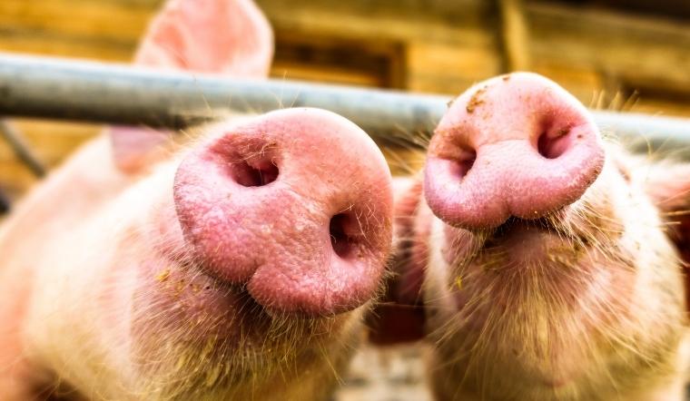 Giá heo hơi hôm nay 08/04/2022: Tiếp tục biến động nhẹ ở một vài nơi